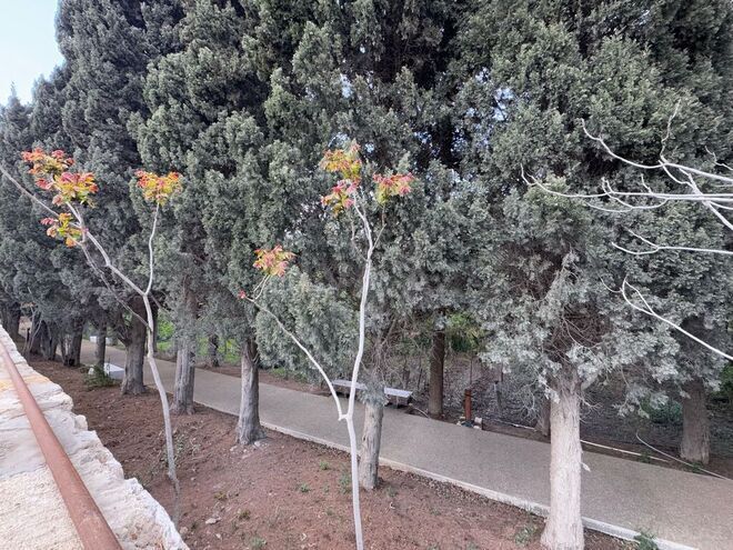 Продаётся  участок 12.2 сот, пос. Бадамдар, photo 19 from 24