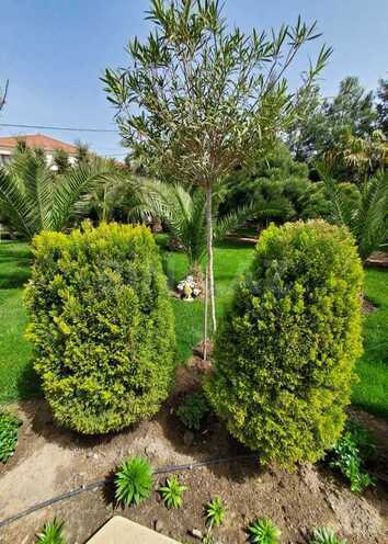 6 otaqlı həyət evi/bağ evi - Mərdəkan q. - 490 m² (8)