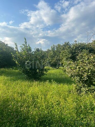 Участок - Хачмаз - 1300 сот (3)