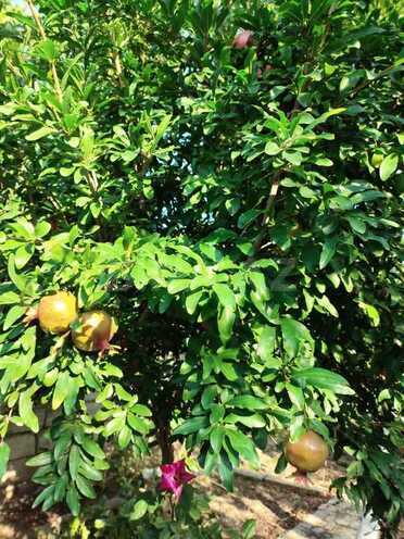 3 otaqlı həyət evi/bağ evi - Ramana q. - 180 m² (7)