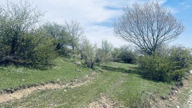 Torpaq - Şamaxı - 180 sot (1)