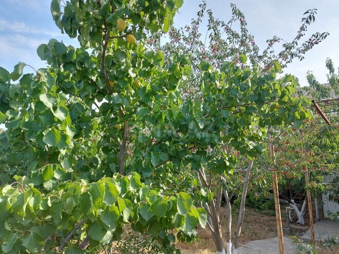 3 otaqlı həyət evi/bağ evi - Mərdəkan q. - 100 m² (17)
