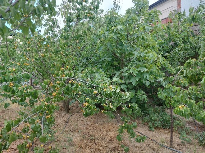3 otaqlı həyət evi/bağ evi - Mərdəkan q. - 100 m² (20)