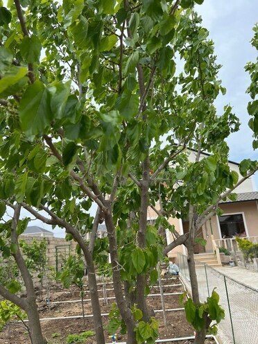 Продаётся 4-комн. дом/дача 180 м², пос. Кюрдаханы, photo 9 from 32