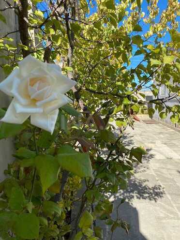 3 otaqlı həyət evi/bağ evi - Novxanı q. - 106 m² (2)