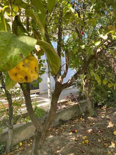 3 otaqlı həyət evi/bağ evi - Novxanı q. - 106 m² (14)