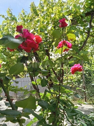 4 otaqlı həyət evi/bağ evi - Xudat - 120 m² (15)