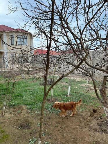 6 otaqlı həyət evi/bağ evi - Buzovna q. - 260 m² (24)