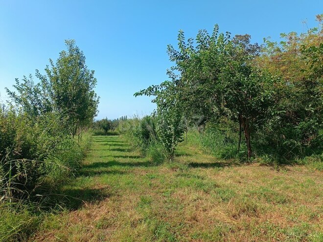 Torpaq - Zaqatala - 150 sot (2)