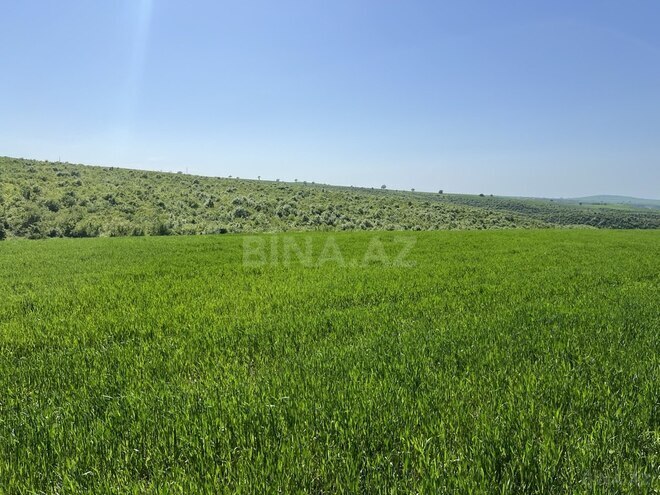 Участок - Исмаиллы - 700 сот (9)
