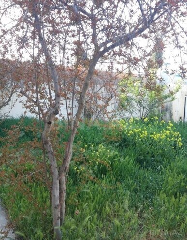 3 otaqlı həyət evi/bağ evi - Maştağa q. - 120 m² (4)