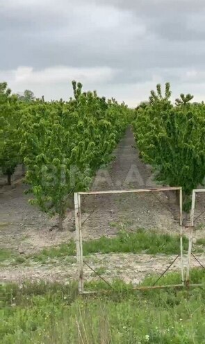 Satılır  torpaq 2 000 sot, Xaçmaz r., photo 8 from 22