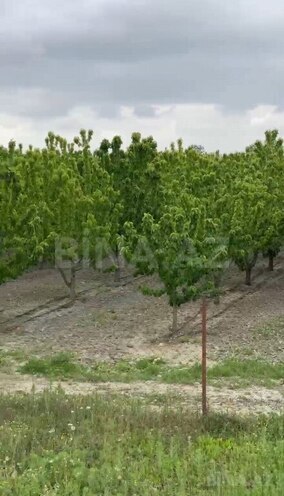 Satılır  torpaq 2 000 sot, Xaçmaz r., photo 5 from 22