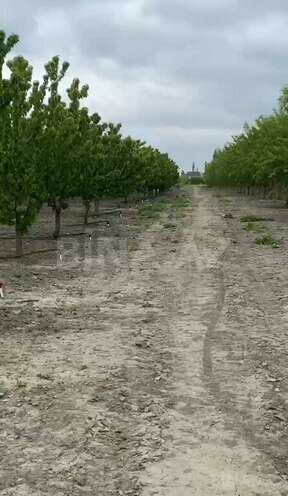 Satılır  torpaq 2 000 sot, Xaçmaz r., photo 11 from 22