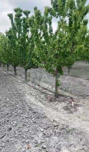 Satılır  torpaq 2 000 sot, Xaçmaz r., photo 14 from 22