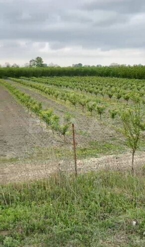 Satılır  torpaq 2 000 sot, Xaçmaz r., photo 20 from 22