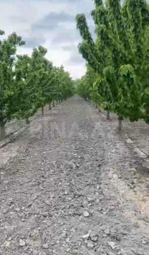 Satılır  torpaq 2 000 sot, Xaçmaz r., photo 15 from 22