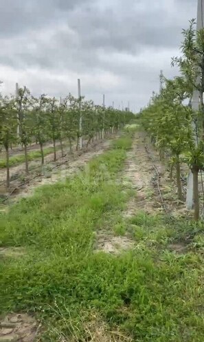 Satılır  torpaq 2 000 sot, Xaçmaz r., photo 19 from 22