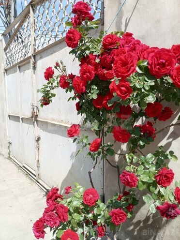 3 otaqlı həyət evi/bağ evi - Novxanı q. - 106 m² (25)