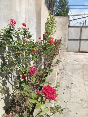 3 otaqlı həyət evi/bağ evi - Novxanı q. - 106 m² (26)
