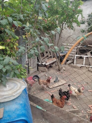 4 otaqlı həyət evi/bağ evi - Binəqədi q. - 90 m² (16)
