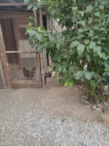 4 otaqlı həyət evi/bağ evi - Binəqədi q. - 90 m² (20)
