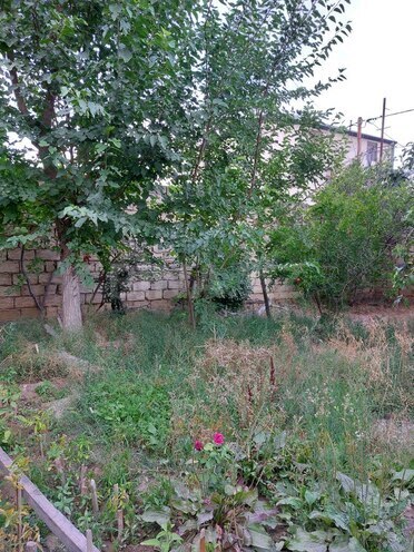 Torpaq - Badamdar q. - 4 sot (1)
