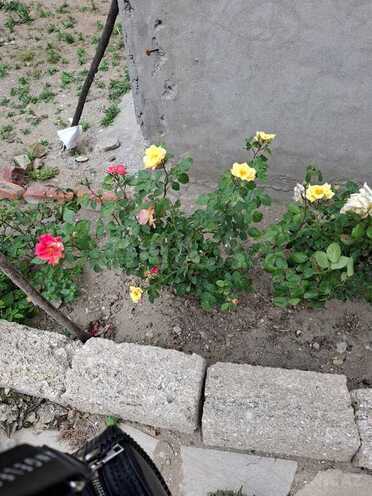 4 otaqlı həyət evi/bağ evi - Suraxanı q. - 200 m² (7)