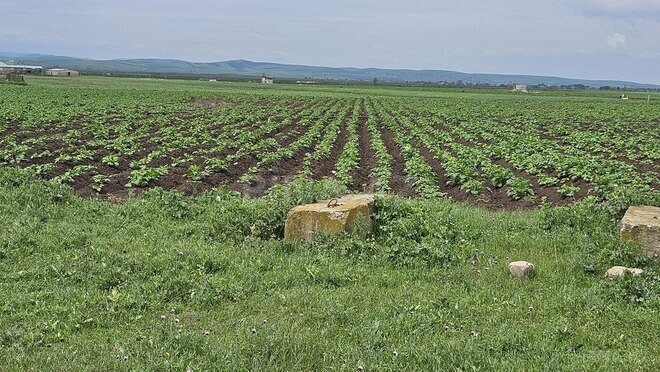 Torpaq - Cəlilabad - 58 sot (4)