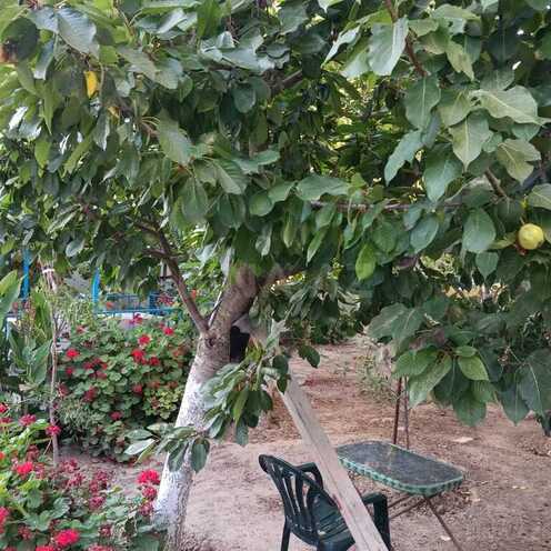 5 otaqlı həyət evi/bağ evi - Buzovna q. - 200 m² (10)