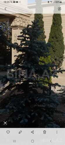 8 otaqlı həyət evi/bağ evi - Badamdar q. - 800 m² (13)