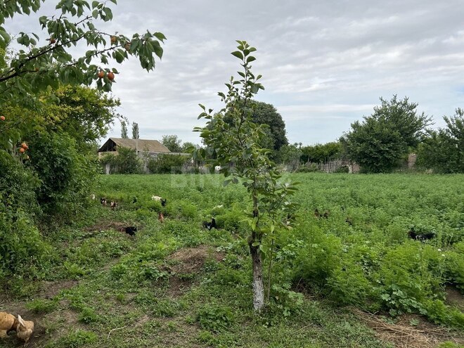 8 otaqlı həyət evi/bağ evi - Goranboy - 200 m² (28)