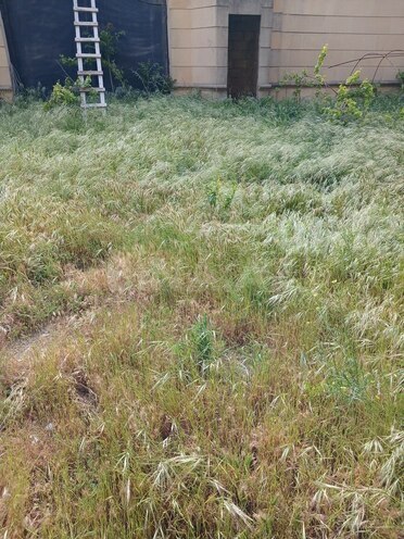 7 otaqlı həyət evi/bağ evi - Badamdar q. - 400 m² (2)