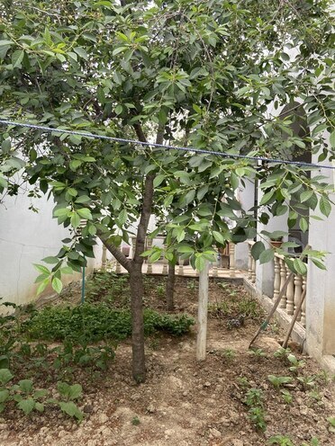 5 otaqlı həyət evi/bağ evi - Binəqədi q. - 180 m² (4)