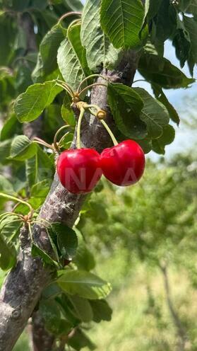 6-комн. дом/дача - пос. Джейранбатан - 193 м² (18)