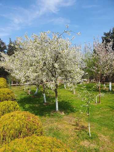 4 otaqlı həyət evi/bağ evi - Novxanı q. - 200 m² (30)
