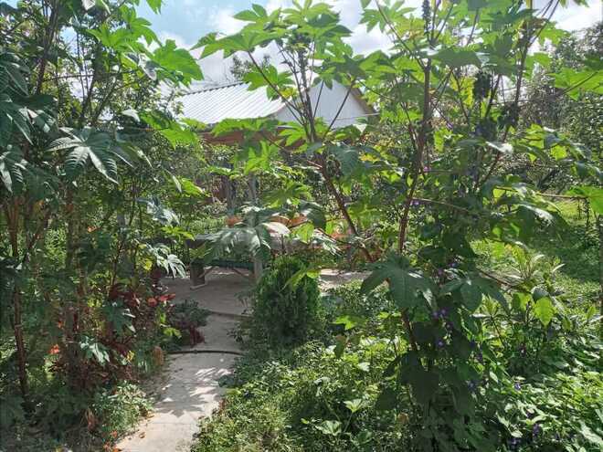 3 otaqlı həyət evi/bağ evi - İsmayıllı - 90 m² (25)