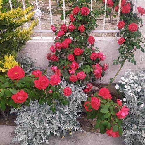 4 otaqlı həyət evi/bağ evi - Novxanı q. - 110 m² (21)