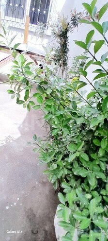 3 otaqlı həyət evi/bağ evi - Biləcəri q. - 60 m² (20)