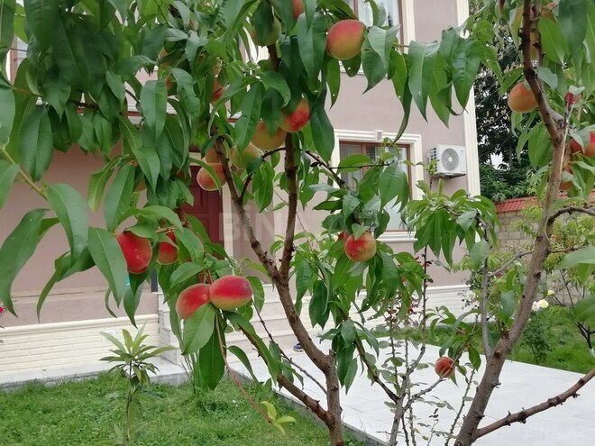 4 otaqlı həyət evi/bağ evi - Qəbələ - 130 m² (26)