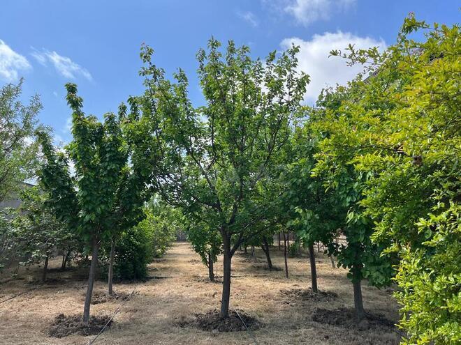 7 otaqlı həyət evi/bağ evi - Maştağa q. - 400 m² (4)