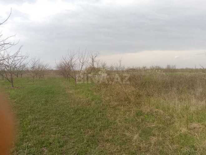 Torpaq - Quba - 16 sot (3)