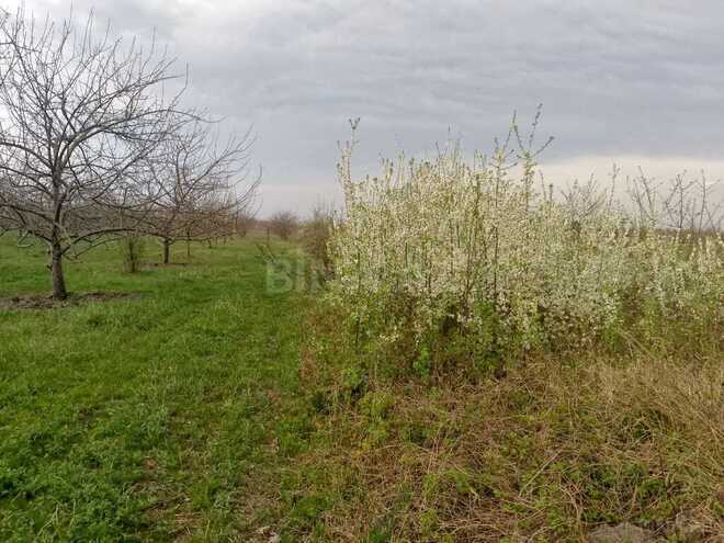 Torpaq - Quba - 16 sot (4)