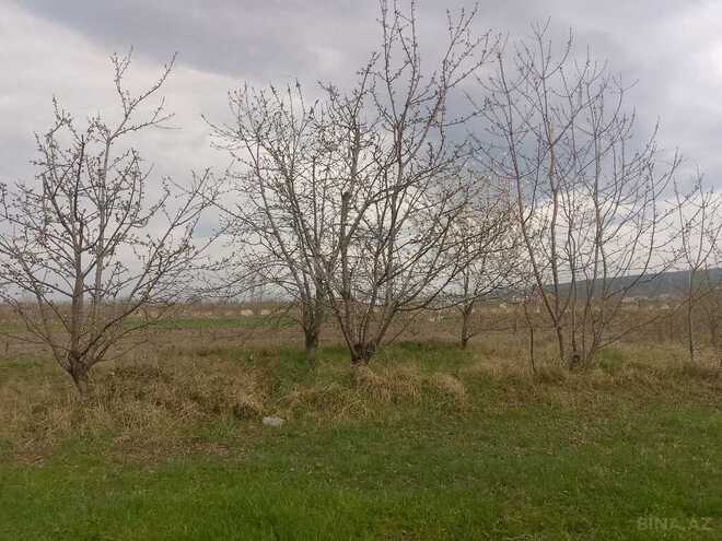 Torpaq - Quba - 16 sot (9)