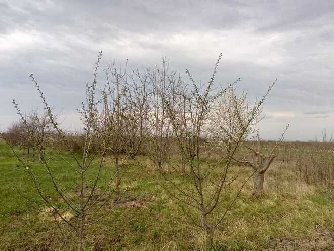 Torpaq - Quba - 16 sot (15)