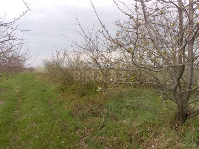 Torpaq - Quba - 16 sot (7)
