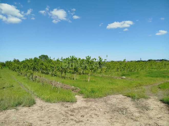 Obyekt - Sabirabad - 11.5 m² (3)