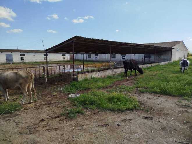 Obyekt - Sabirabad - 11.5 m² (22)