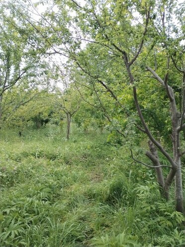 6 otaqlı həyət evi/bağ evi - Şabran - 155 m² (7)