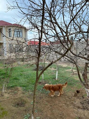 7 otaqlı həyət evi/bağ evi - Buzovna q. - 272 m² (11)
